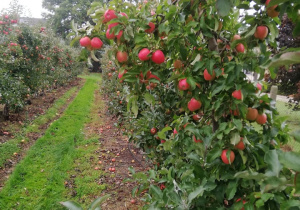 dojrzała jabłoń w sadzie